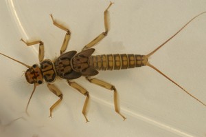 Stonefly Nymph Stonefly Nymph